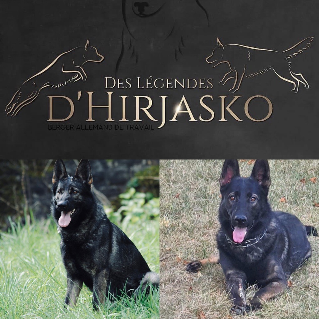 Des Legendes D'Hirjasko - 2 ans pour la portée 2019 Hirka X Jaguar 