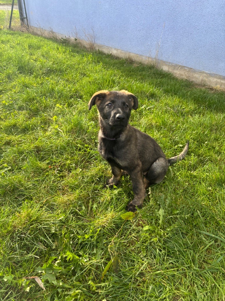 Absolute arya Des Legendes D'Hirjasko