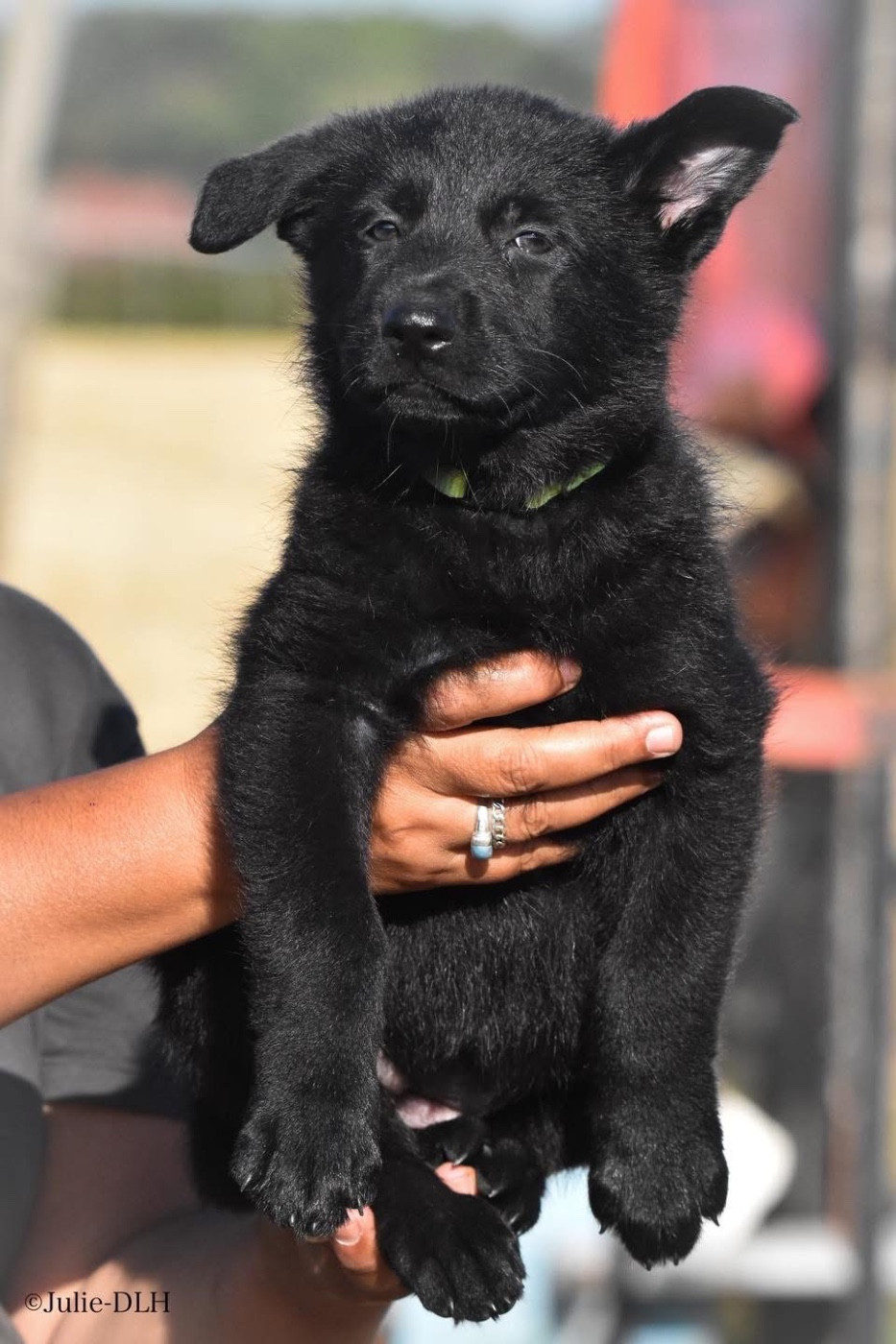 Des Legendes D'Hirjasko - Chiots disponibles - Berger Allemand