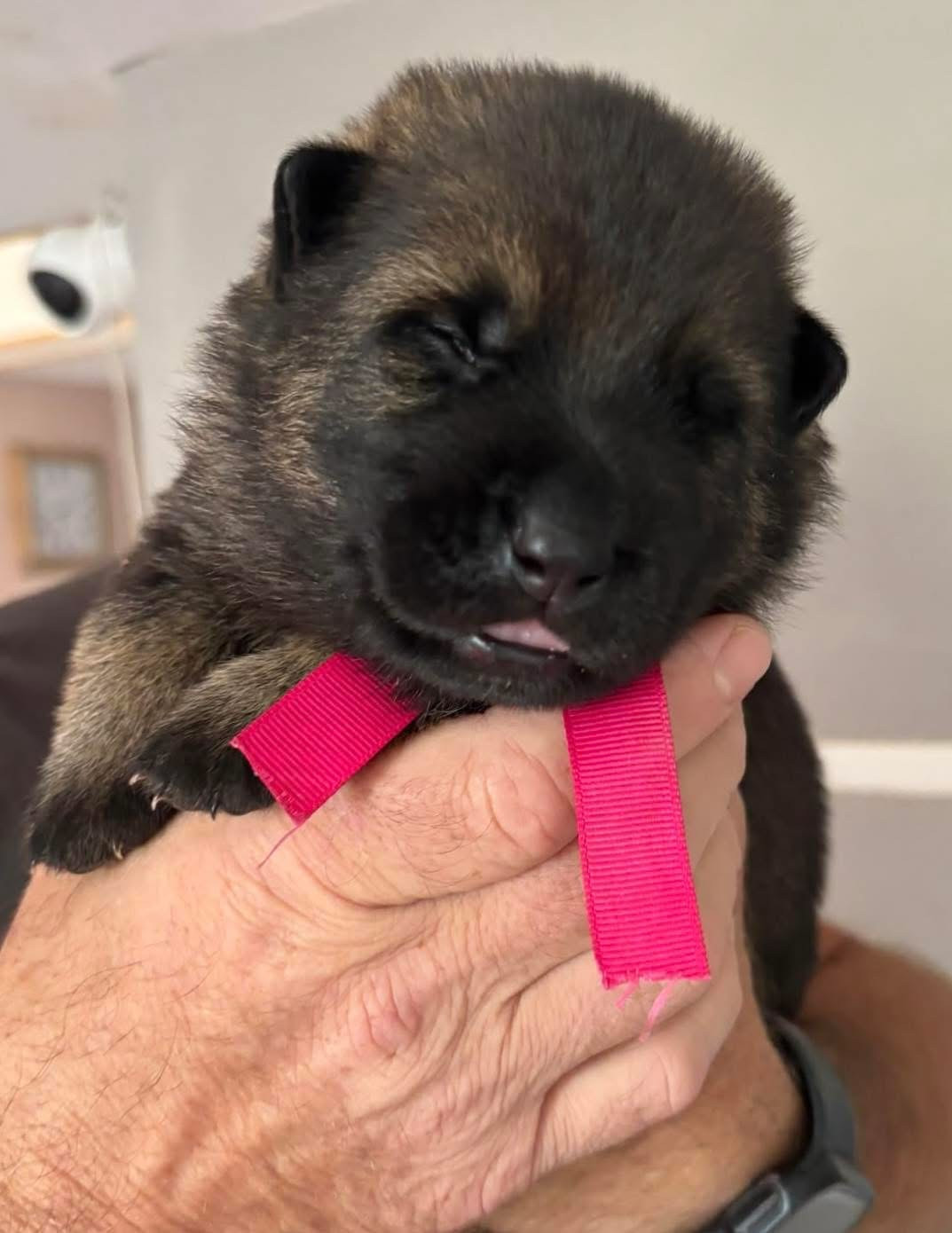 Des Legendes D'Hirjasko - Chiots disponibles - Berger Allemand
