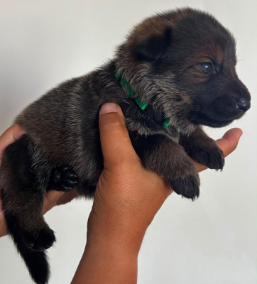 CHIOT 2