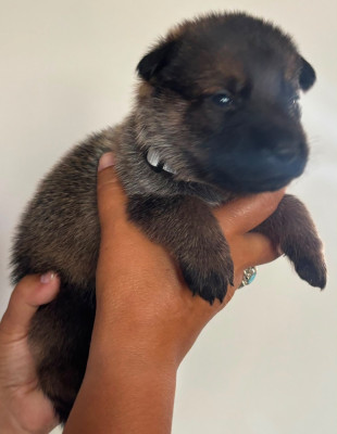 CHIOT 3