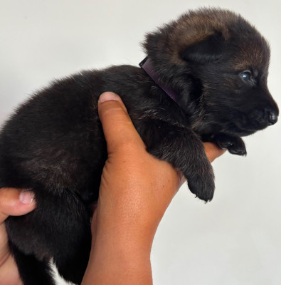 CHIOT 1