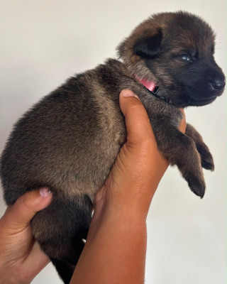 CHIOT 4