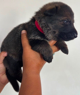 CHIOT 5