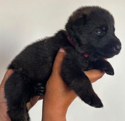 CHIOT 6