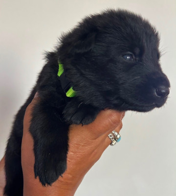 CHIOT 7