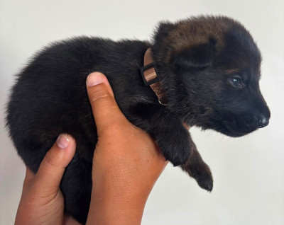 CHIOT 8