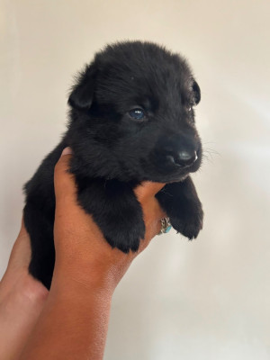 CHIOT 9
