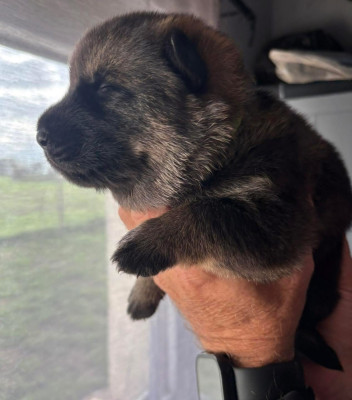 CHIOT 5