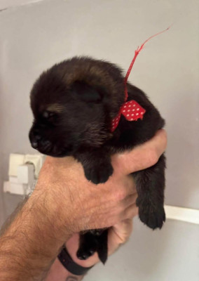 CHIOT 4