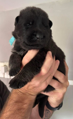 CHIOT 3
