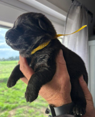 CHIOT 1