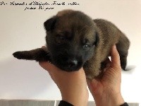 CHIOT